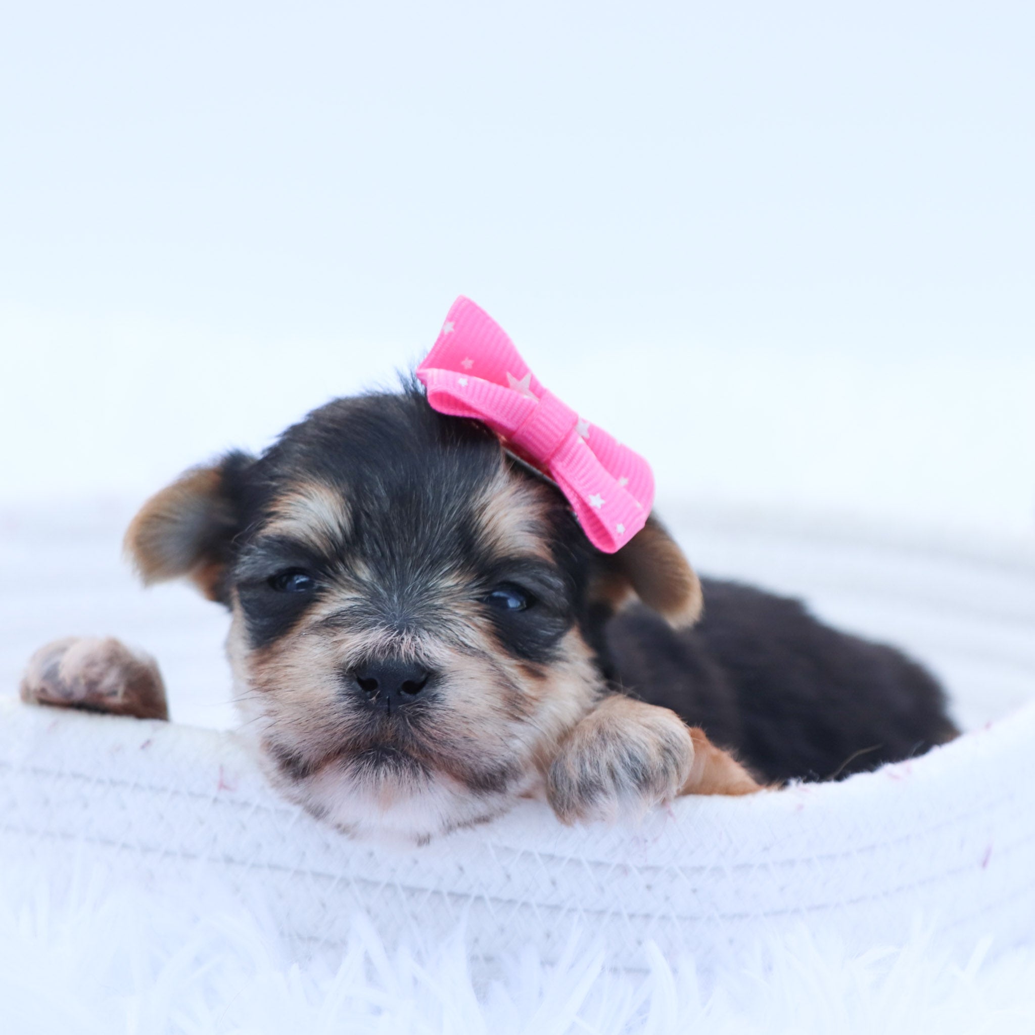 Puppies for Sale in Carlsbad
