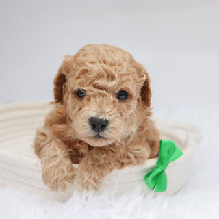 Parade - Available Now