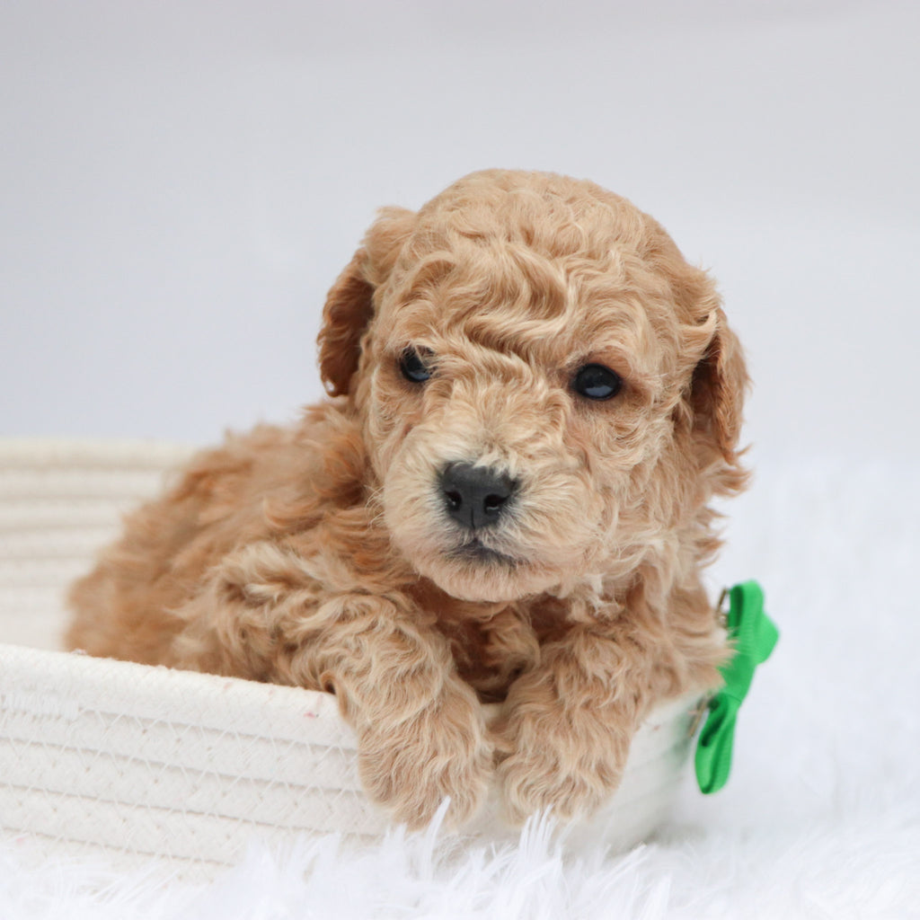 Parade - Available 11/19