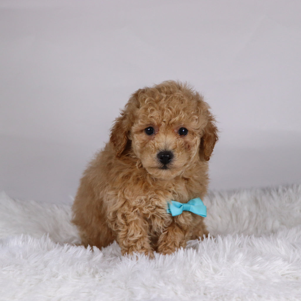 Parade - Available Now