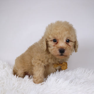 Parrot - Available Now