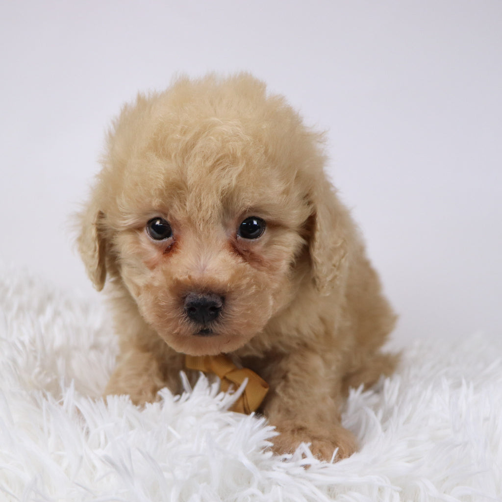 Parrot - Available Now