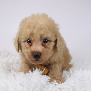 Parrot - Available Now