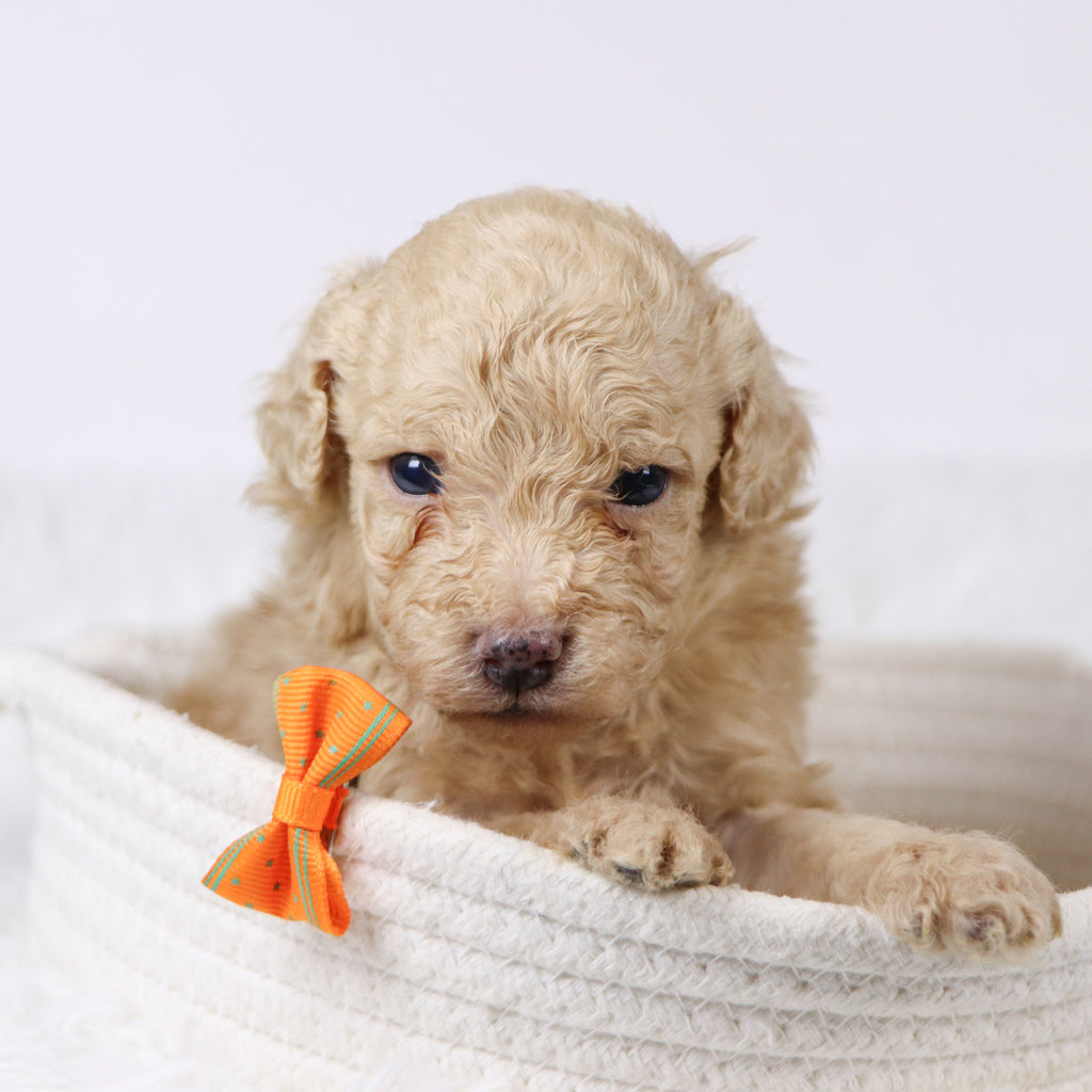 Parrot - Available Now