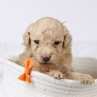 Parrot - Available Now