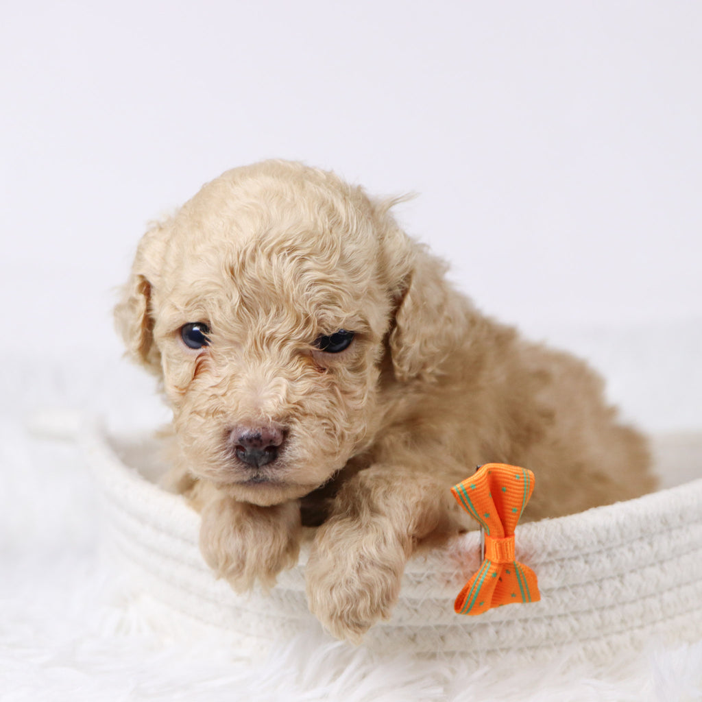 Parrot - Available 11/26