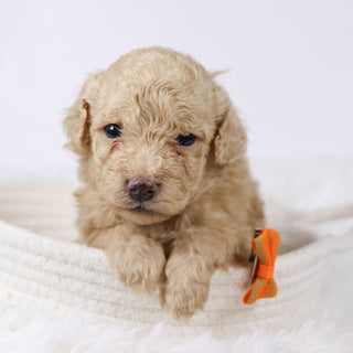 Parrot - Available Now