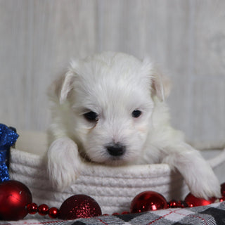 Patrick - Available Now