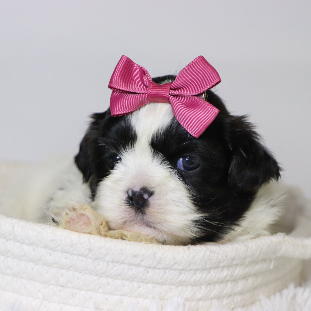 Patty - Available Now