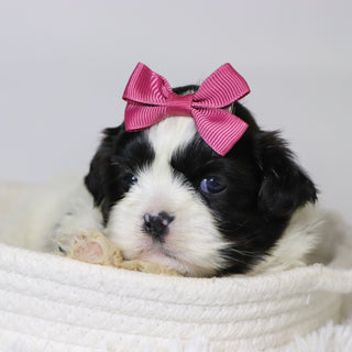 Patty - Available Now