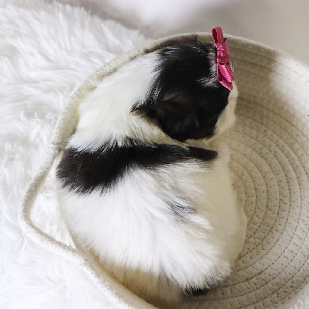 Patty - Available Now