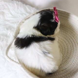 Patty - Available Now