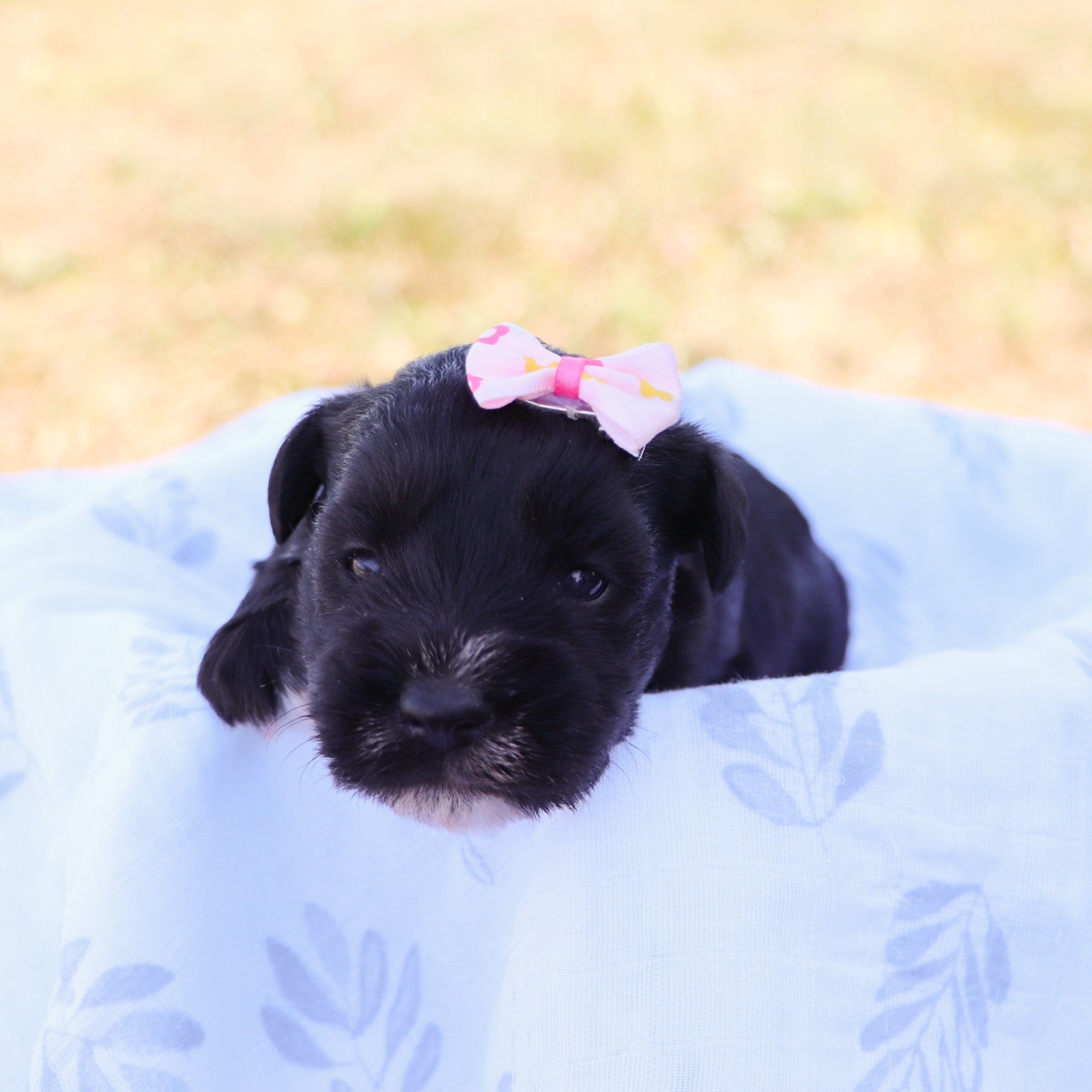 Puppies for sale in Tuscaloosa, AL