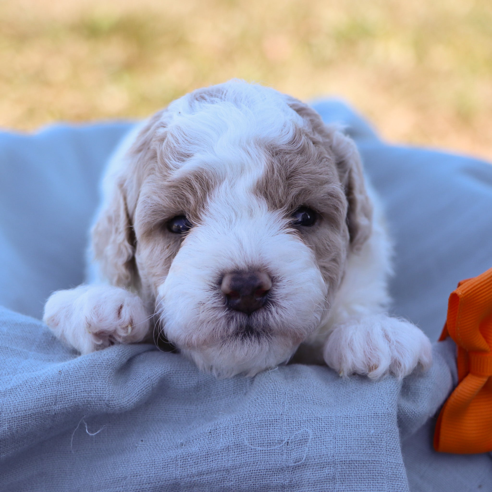 Why Choose Happytail Puppies