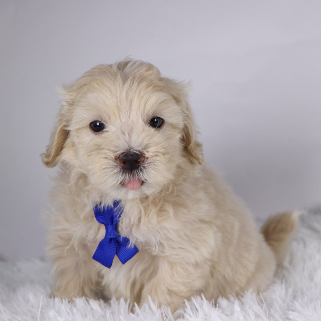 Peanut - Available 11/26