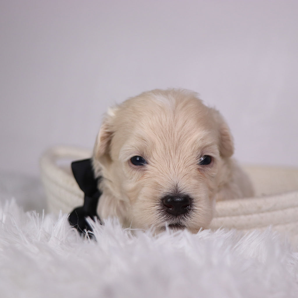 Peanut - Available 11/26