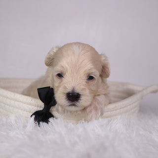 Peanut - Available 11/26