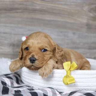 Pebbles - Available 2/4