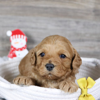 Pebbles - Available 2/4