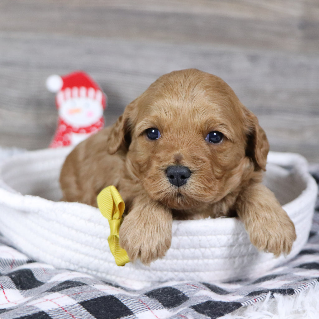 Pebbles - Available 2/4