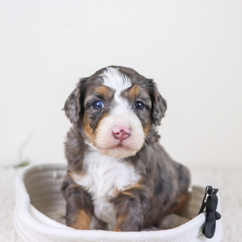 Pedro - Available 11/12