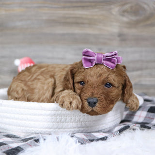 Peggie - Available 2/4