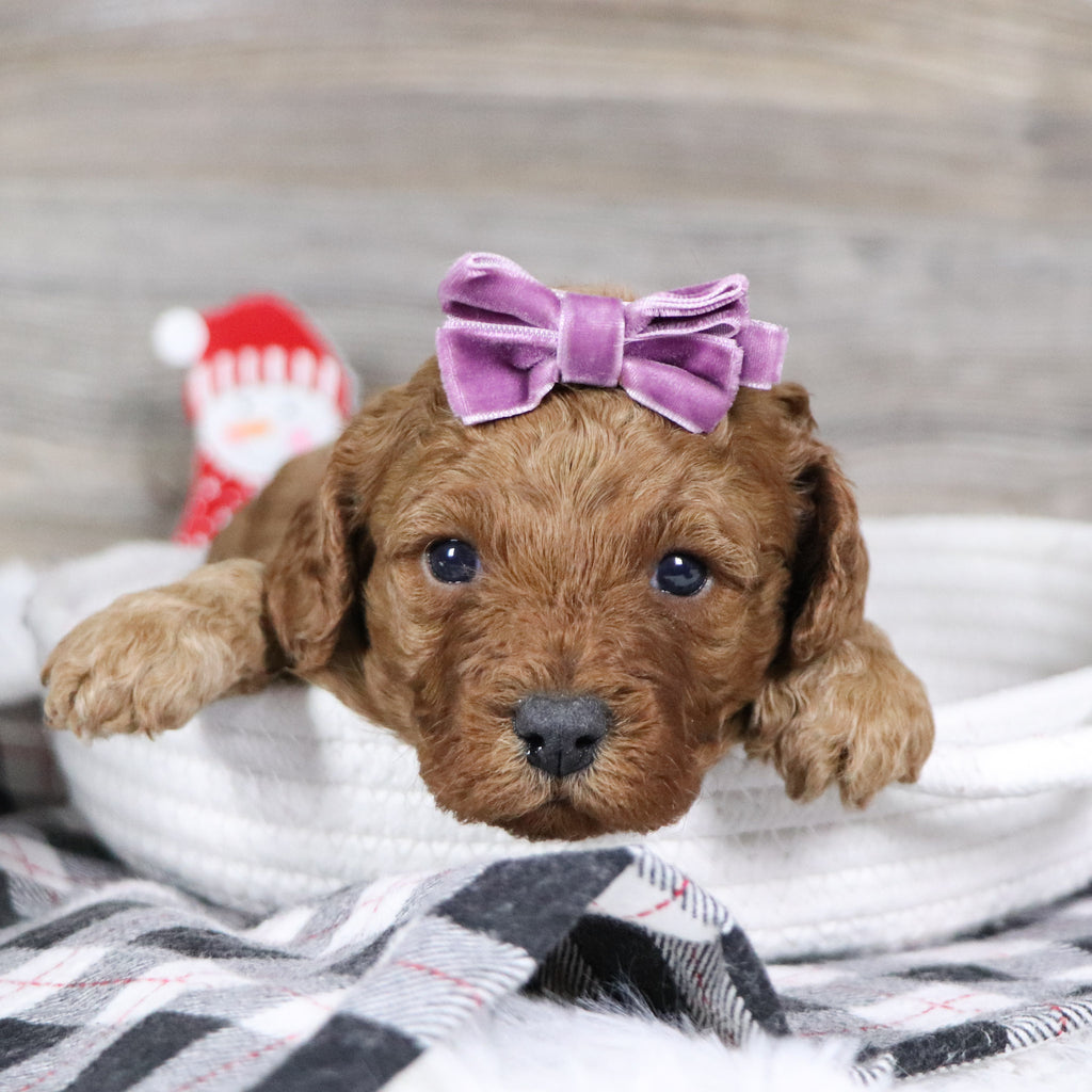 Peggie - Available 2/4