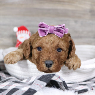 Peggie - Available 2/4