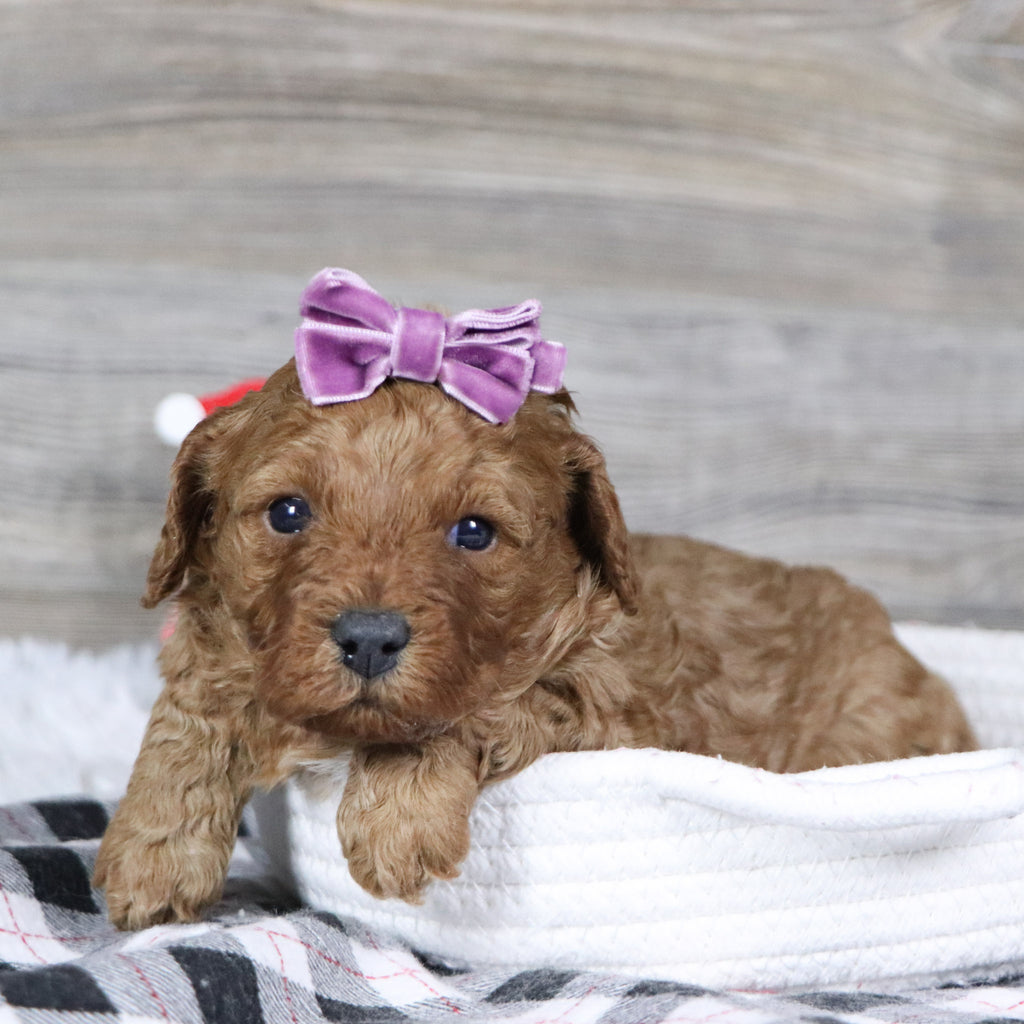 Peggie - Available 2/4