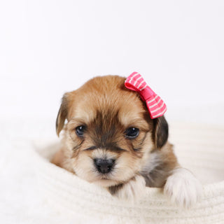 Petals - Available 11/26