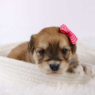 Petals - Available 11/26