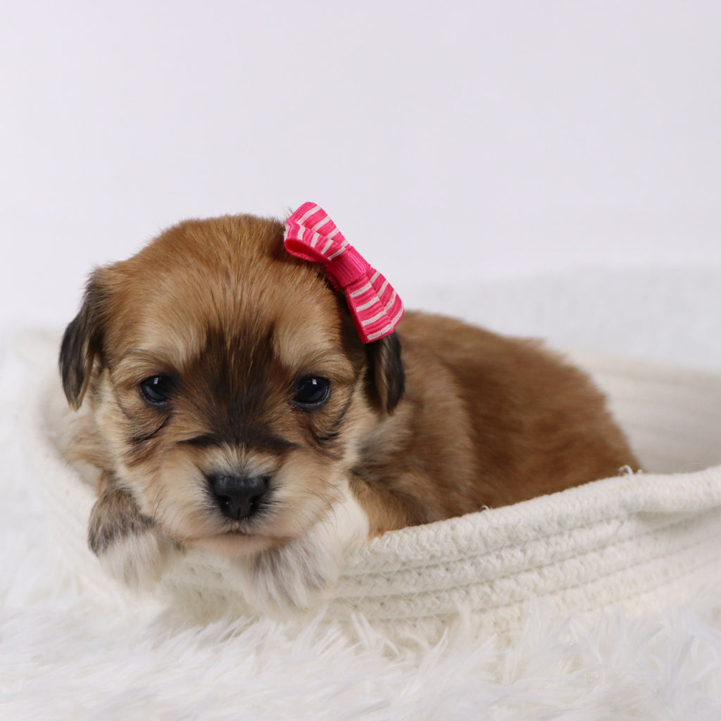 Petals - Available 11/26