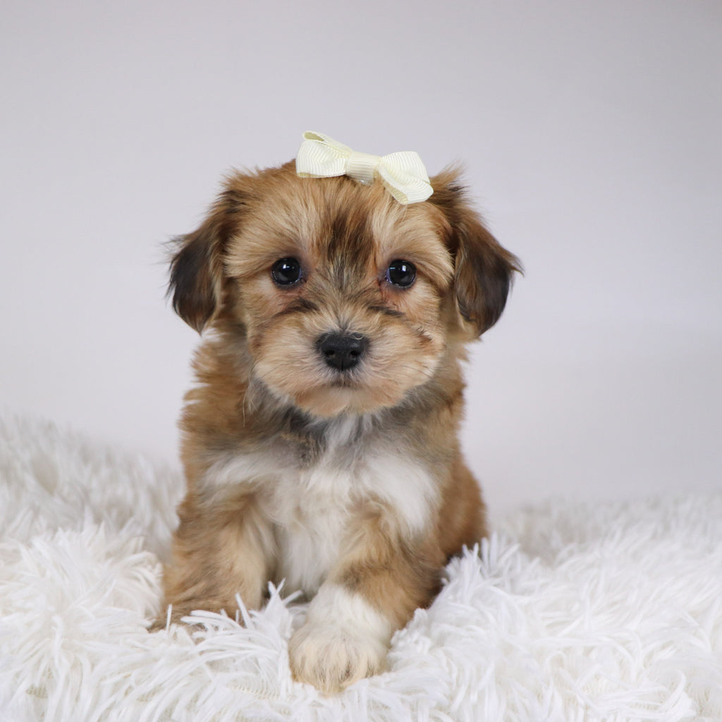 Petals - Available 11/26