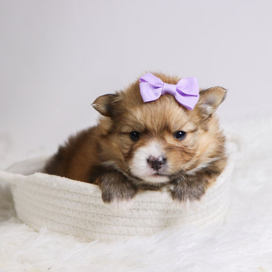 Petals - Available 12/3