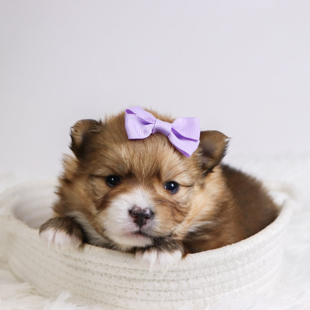 Petals - Available 12/3