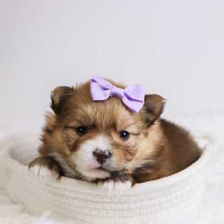 Petals - Available 12/3