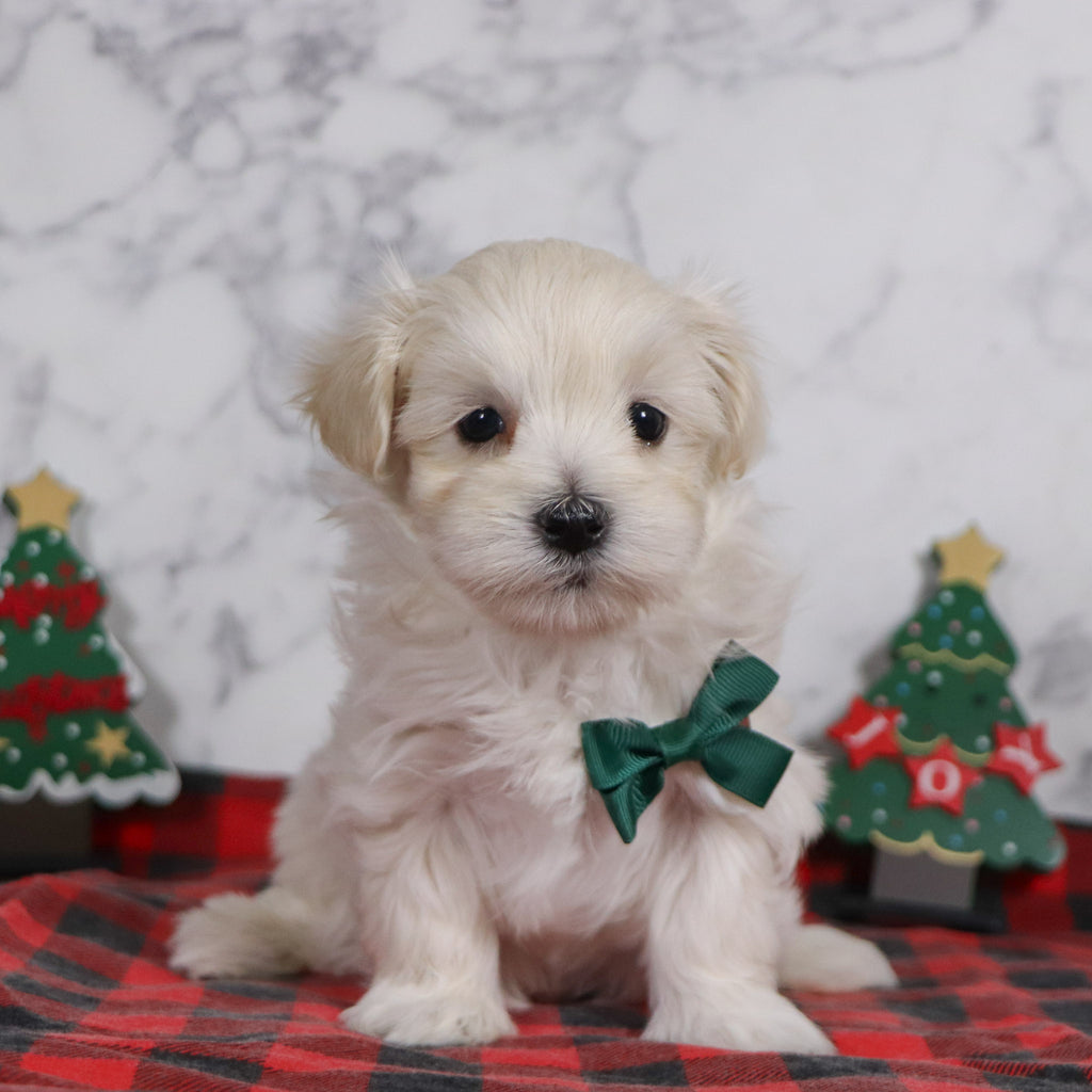 Peter - Available 12/31