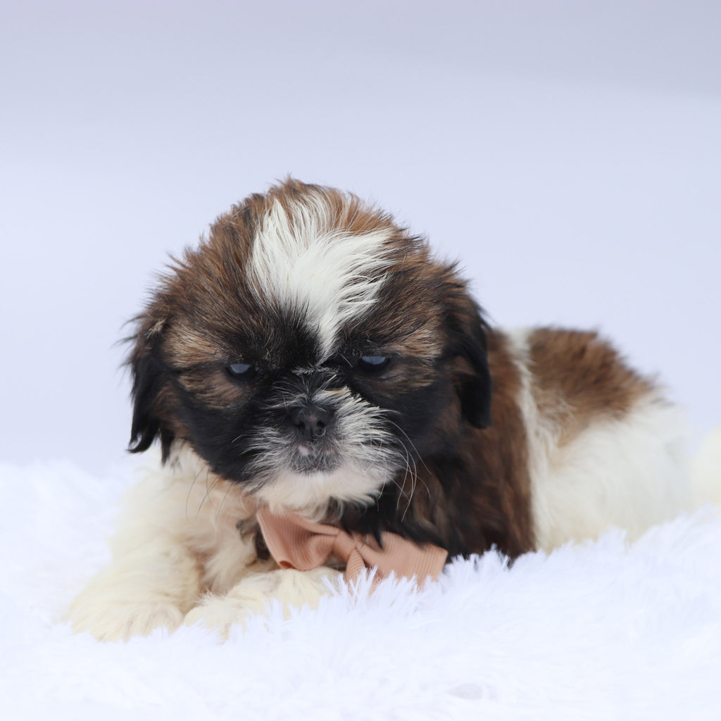 Phil - Available Now