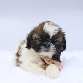 Phil - Available Now