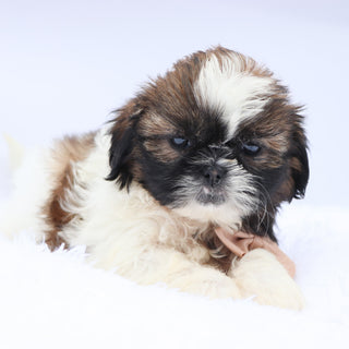 Phil - Available Now