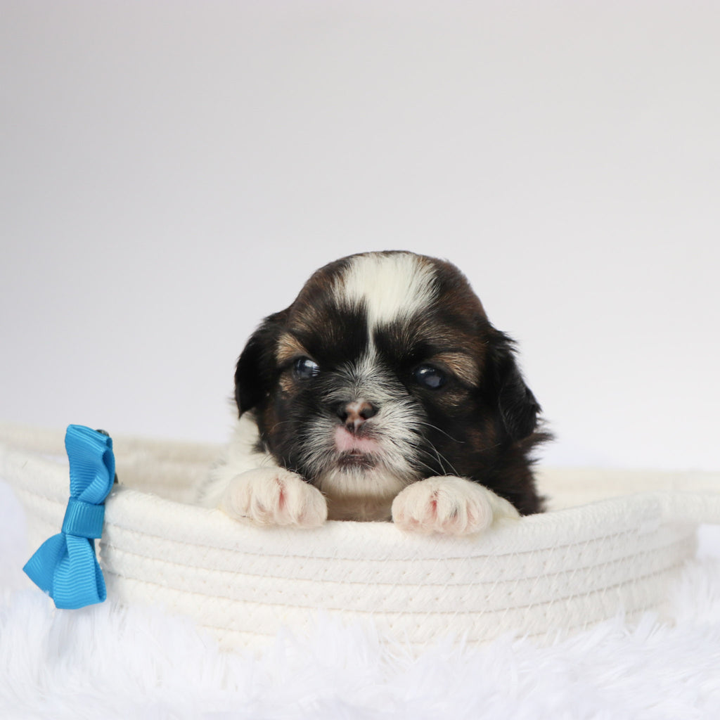 Phil - Available Now