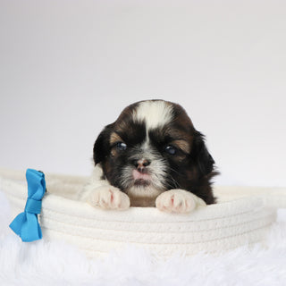 Phil - Available Now