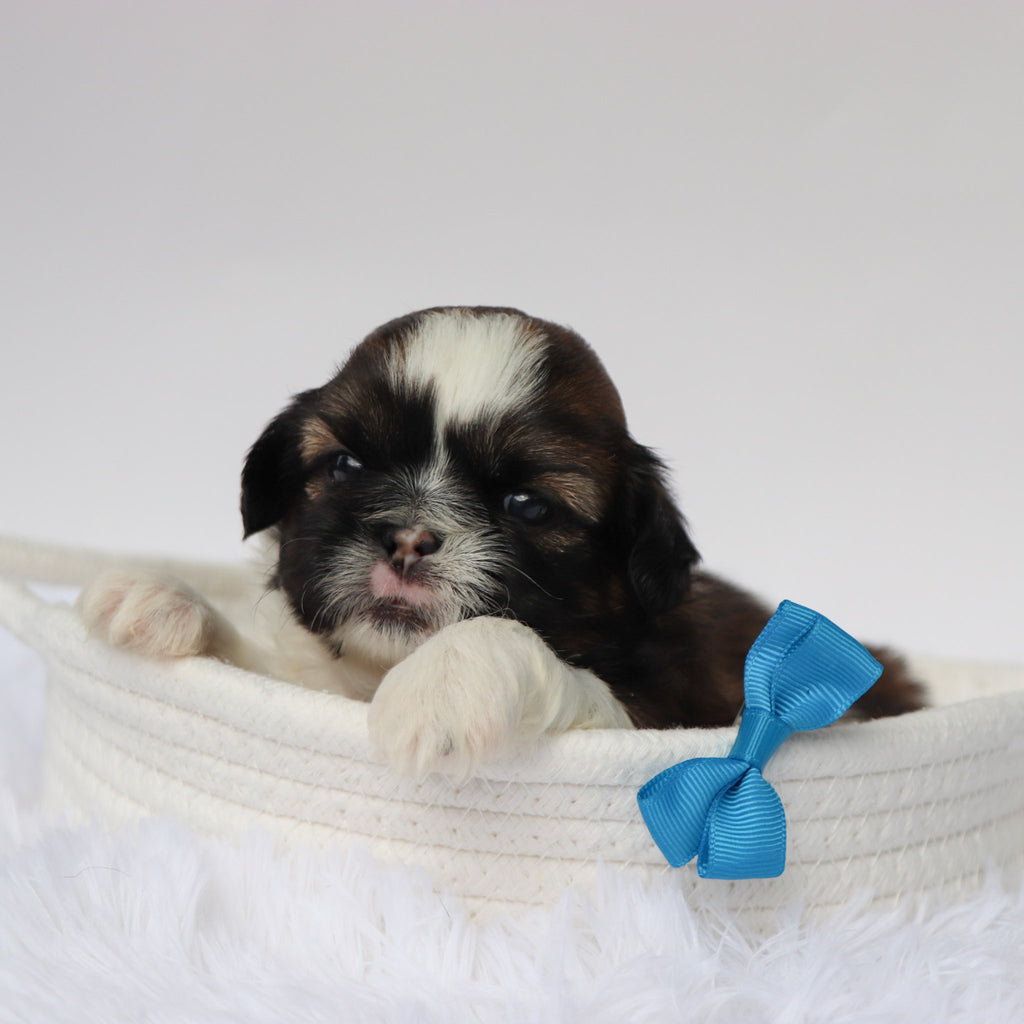 Phil - Available Now