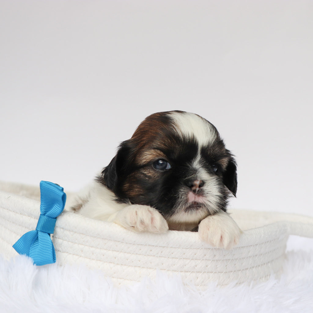 Phil - Available Now