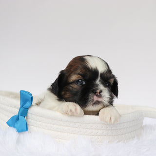 Phil - Available Now