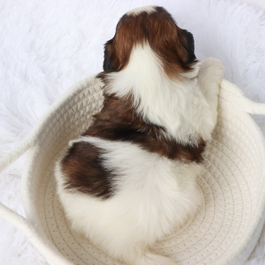 Phil - Available Now