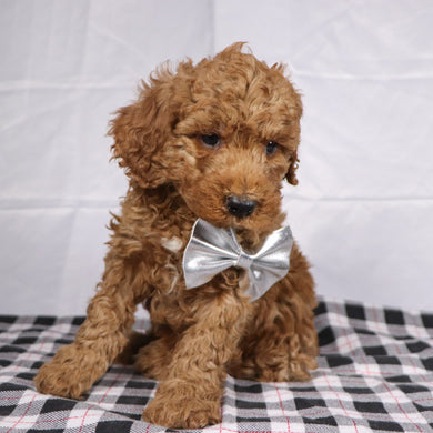 Philip - Available 12/17