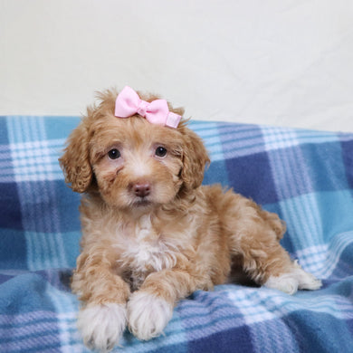 Phoebe - Available 1/15