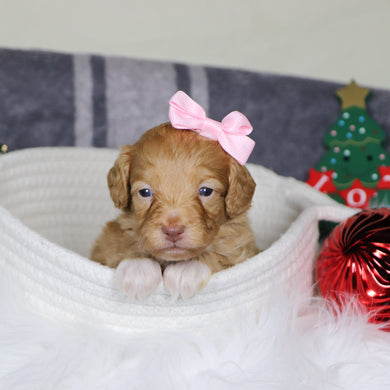 Phoebe - Available 1/14