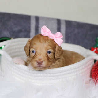 Phoebe - Available 1/15